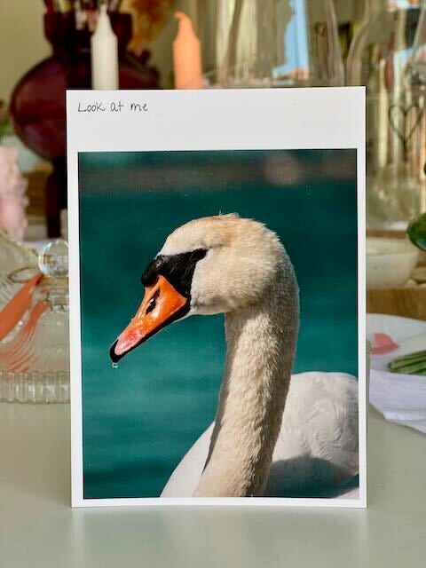 Postkarte "Look at me"