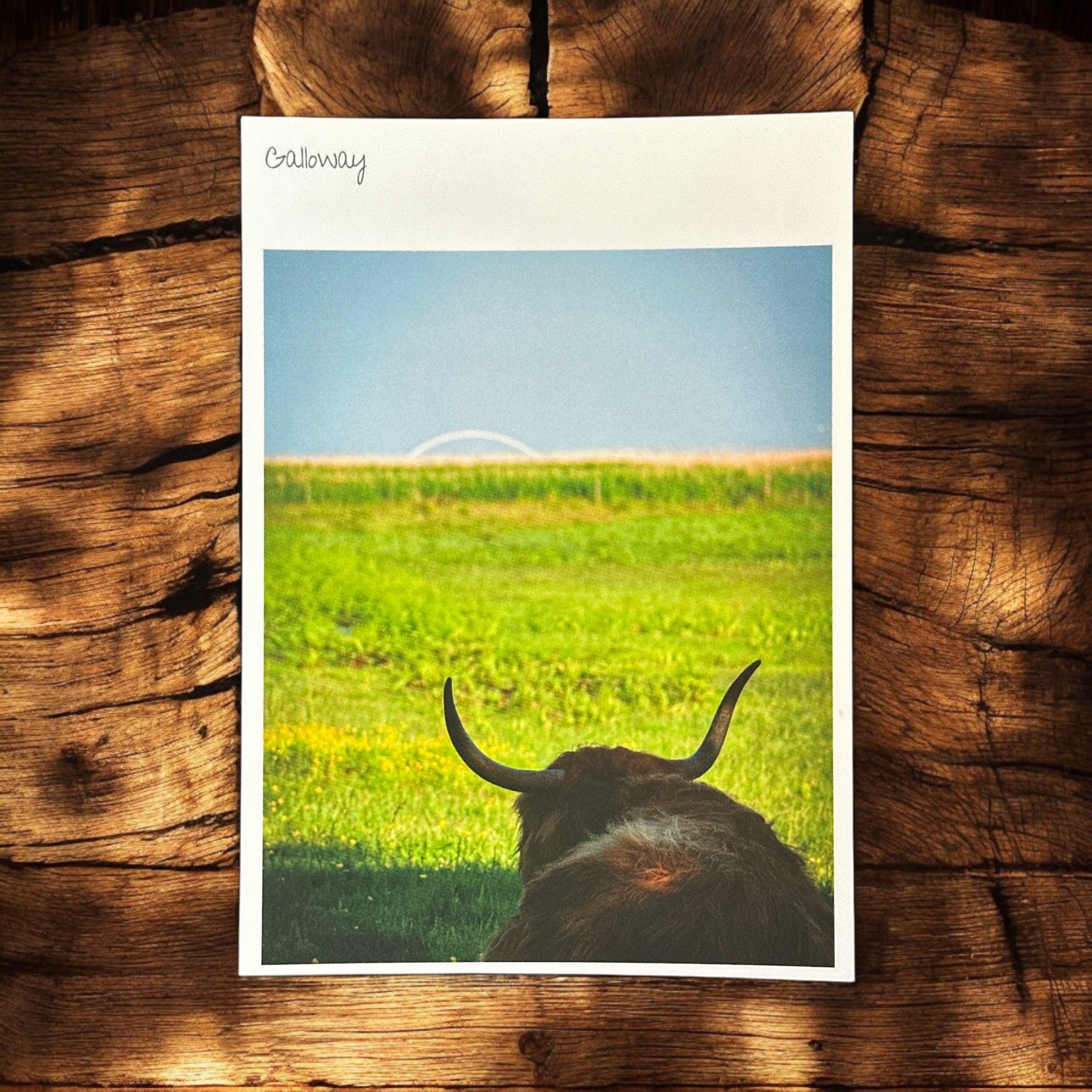 Postkarte "Galloway"